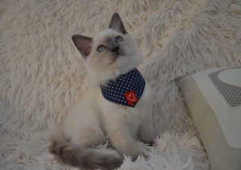 mâle blue point-mitted - Chatterie Ragdolls du Val de Beauvoir